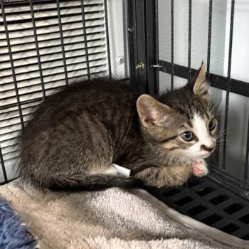 Darrin -  Domestic Short Hair Cat for Adoption in Crookston, Minnesota - Darrin | PetCurious