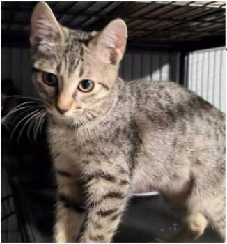 Dust Bunny -  American Shorthair Cat for Adoption in Eugene, Oregon - Dust Bunny | PetCurious