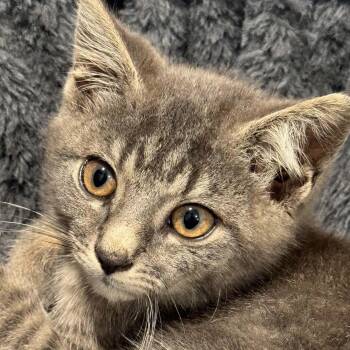 Jessie -  American Shorthair Cat for Adoption in Bethel, Connecticut - Jessie | PetCurious