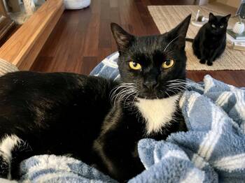 Mickey -  Domestic Short Hair Cat for Adoption in Antioch, California - Mickey | PetCurious