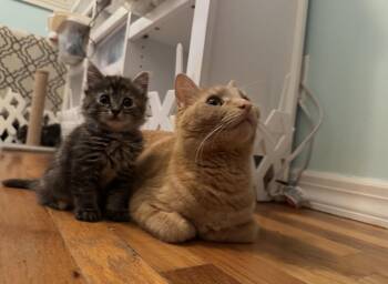 Domestic Short Hair Cats Available for Adoption - Cara Cara And Annette  | PetCurious