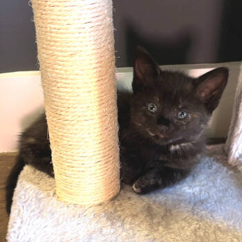 Rescue Domestic Short Hair Cats for Adoption in Austin, Texas - Gabby 25 | PetCurious