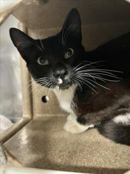 *YOSHI -  Domestic Short Hair Cat for Adoption in Woodland, California - *YOSHI | PetCurious