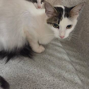 Polly -  Domestic Medium Hair Cat for Adoption in Chattanooga, Tennessee - Polly | PetCurious