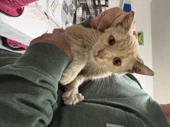 Rescue Tabby Cats for Adoption in Las Vegas, Nevada - Rubber Duck | PetCurious