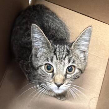 Kora -  Domestic Short Hair Cat for Adoption in Tampa, Florida - Kora | PetCurious