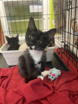 Kazbar -  Domestic Short Hair Cat for Adoption in Blanchard, Oklahoma - Kazbar | PetCurious
