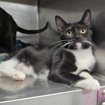 Patricia The Cat -  Domestic Short Hair Cat for Adoption in Spokane, Washington - Patricia The Cat | PetCurious