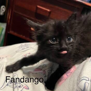 Domestic Medium Hair Cats Available for Adoption in Los Angeles, California - Fandango | PetCurious