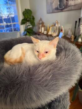 Siamese and Domestic Short Hair Cats Available for Adoption in Douglasville, Georgia - Duncan | PetCurious