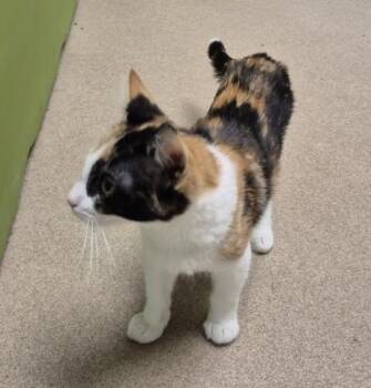 BABY -  Domestic Short Hair Cat for Adoption in Decatur, Illinois - BABY | PetCurious