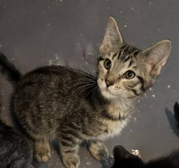 Chad -  American Shorthair Cat for Adoption in Emporia, Kansas - Chad | PetCurious
