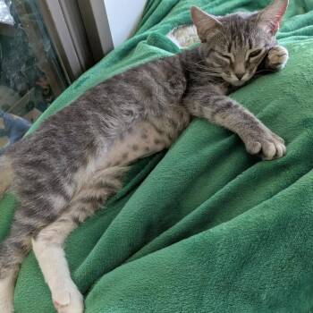 Sparrow -  Domestic Short Hair Cat for Adoption in Monticello, Minnesota - Sparrow | PetCurious