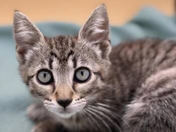 Primrose -  Domestic Short Hair Cat for Adoption in Portland, Oregon - Primrose | PetCurious