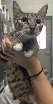 ESTRELLA -  Domestic Short Hair Cat for Adoption in Pensacola, Florida - ESTRELLA | PetCurious