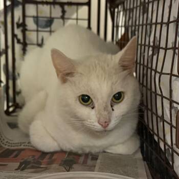 Snowi -  Domestic Short Hair Cat for Adoption in Philadelphia, Pennsylvania - Snowi | PetCurious