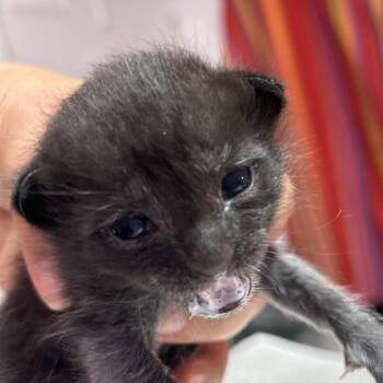 Hagrid -  Domestic Short Hair Cat for Adoption in Leander, Texas - Hagrid | PetCurious