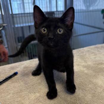 Pepper -  Domestic Short Hair Cat for Adoption in Goleta, California - Pepper | PetCurious