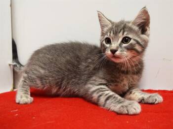 LOCKE -  Domestic Short Hair Cat for Adoption in Sacramento, California - LOCKE | PetCurious