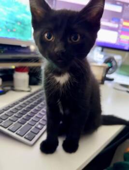 Zoe -  Domestic Short Hair Cat Available for Adoption in Mt. Juliet, Tennessee - Zoe | PetCurious