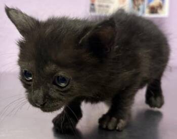 61136119 -  Domestic Short Hair Cat for Adoption in El Paso, Texas - 61136119 | PetCurious