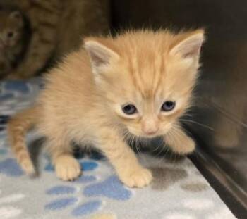 Piper -  Domestic Short Hair Cat for Adoption in Gainesville, Florida - Piper | PetCurious