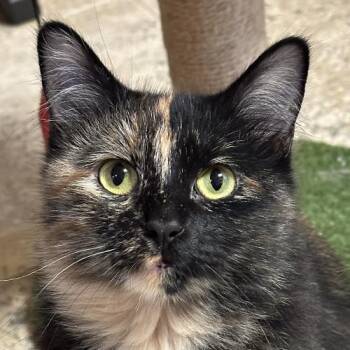 Bolt -  Domestic Medium Hair Cat for Adoption in Crystal Lake, Illinois - Bolt | PetCurious