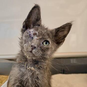 Parmesan -  Domestic Short Hair Cat for Adoption in Palm Springs, California - Parmesan | PetCurious