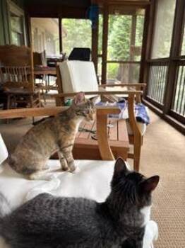 Rescue Torbie and Domestic Short Hair Cats for Adoption in Chattanooga, Tennessee - Chestnut | PetCurious