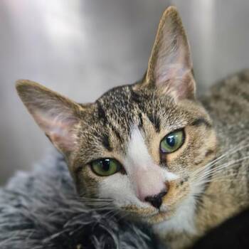 Rescue Domestic Short Hair Cats for Adoption in Vallejo, California - Paisley | PetCurious