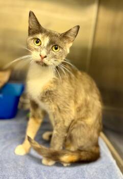 Martha -  Domestic Short Hair Cat for Adoption in Danielsville, Georgia - Martha | PetCurious