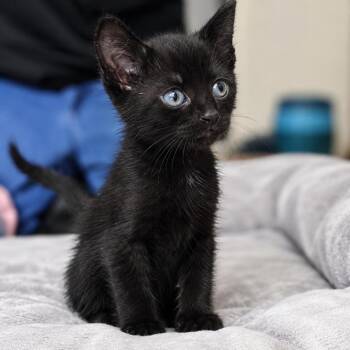 Fanta Werme -  Domestic Short Hair Cat for Adoption in Las Vegas, Nevada - Fanta Werme | PetCurious