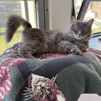 Rescue Domestic Medium Hair Cats for Adoption in New York, New York - Beethoven | PetCurious