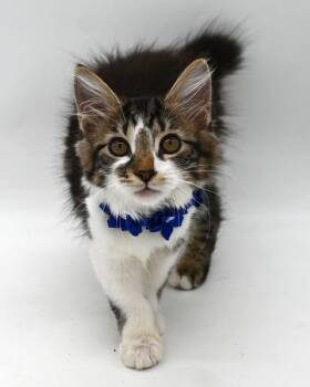 Barbi (Bobtail) -  Domestic Long Hair Cat for Adoption in Mobile, Alabama - Barbi (Bobtail) | PetCurious
