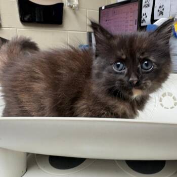 Pom -  Domestic Medium Hair Cat for Adoption in Columbus, Georgia - Pom | PetCurious