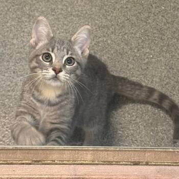 Ginger Fizz -  Domestic Short Hair Cat Available for Adoption in Fort Collins, Colorado - Ginger Fizz | PetCurious