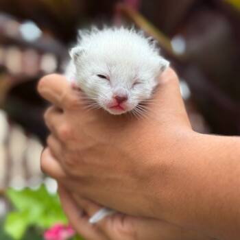 Rescue Siamese Cats for Adoption in Oak Grove, Minnesota - Olive | PetCurious