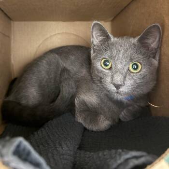 Jenkins -  Domestic Short Hair Cat for Adoption in Fairport, New York - Jenkins | PetCurious