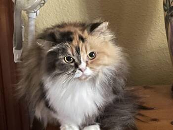 Rescue Munchkin Cats for Adoption in Navarre, Florida - Libby | PetCurious