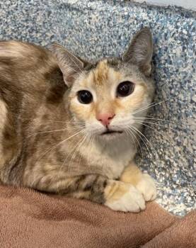 Maya -  Domestic Short Hair Cat for Adoption in Stafford, Virginia - Maya | PetCurious
