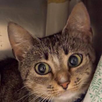 Cinder -  Domestic Short Hair Cat for Adoption in Kennebunk, Maine - Cinder | PetCurious