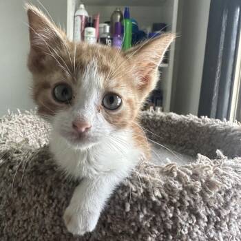 Domestic Short Hair Cats Available for Adoption in Buffalo, Minnesota - Nacho Cheese | PetCurious