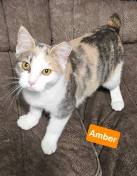 Rescue Calico Cats for Adoption in Manchester, Tennessee - Amber | PetCurious