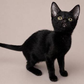 Mandarin -  Domestic Short Hair Cat for Adoption in Oviedo, Florida - Mandarin | PetCurious