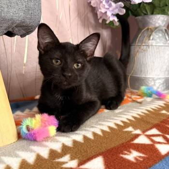 Doby -  Domestic Short Hair Cat for Adoption in Long Beach, Mississippi - Doby | PetCurious
