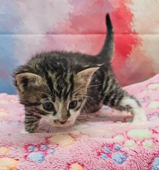 Domestic Short Hair Cats Available for Adoption in Washington Court House, Ohio - Splash | PetCurious