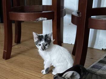 Snowy -  Domestic Short Hair Cat for Adoption in Oviedo, Florida - Snowy | PetCurious