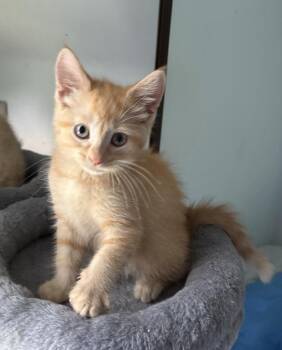 Cheese Curd -  Domestic Short Hair Cat for Adoption in Rochester, Indiana - Cheese Curd | PetCurious