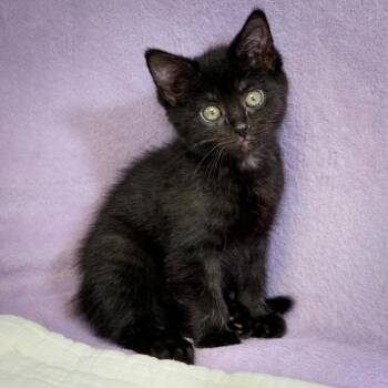 Domestic Short Hair Cats Available for Adoption in Versailles, Kentucky - Ebony | PetCurious