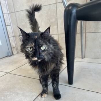 Rescue Domestic Medium Hair and Domestic Short Hair Cats for Adoption in Farmers Branch, Texas - Bindi | PetCurious